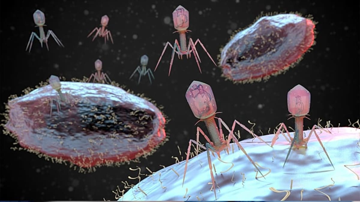 Gut Viruses Evolve New Defense Against Superbugs - Image 2