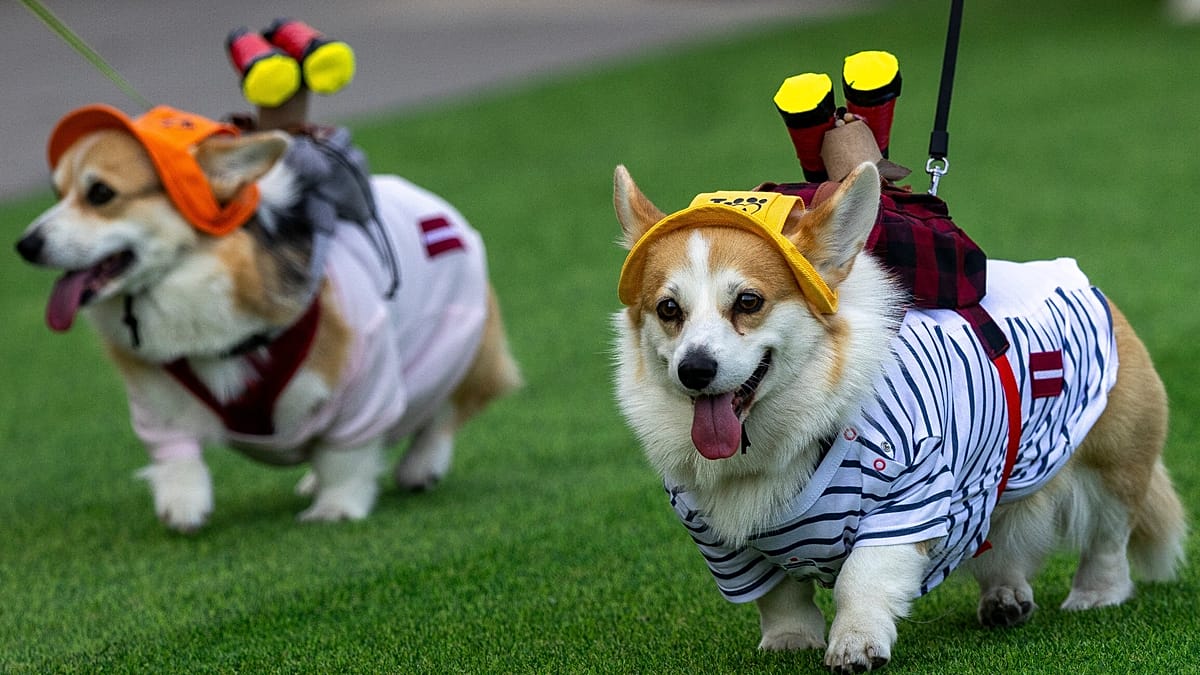 150 Corgis from 9 Countries Race in Vilnius Contest