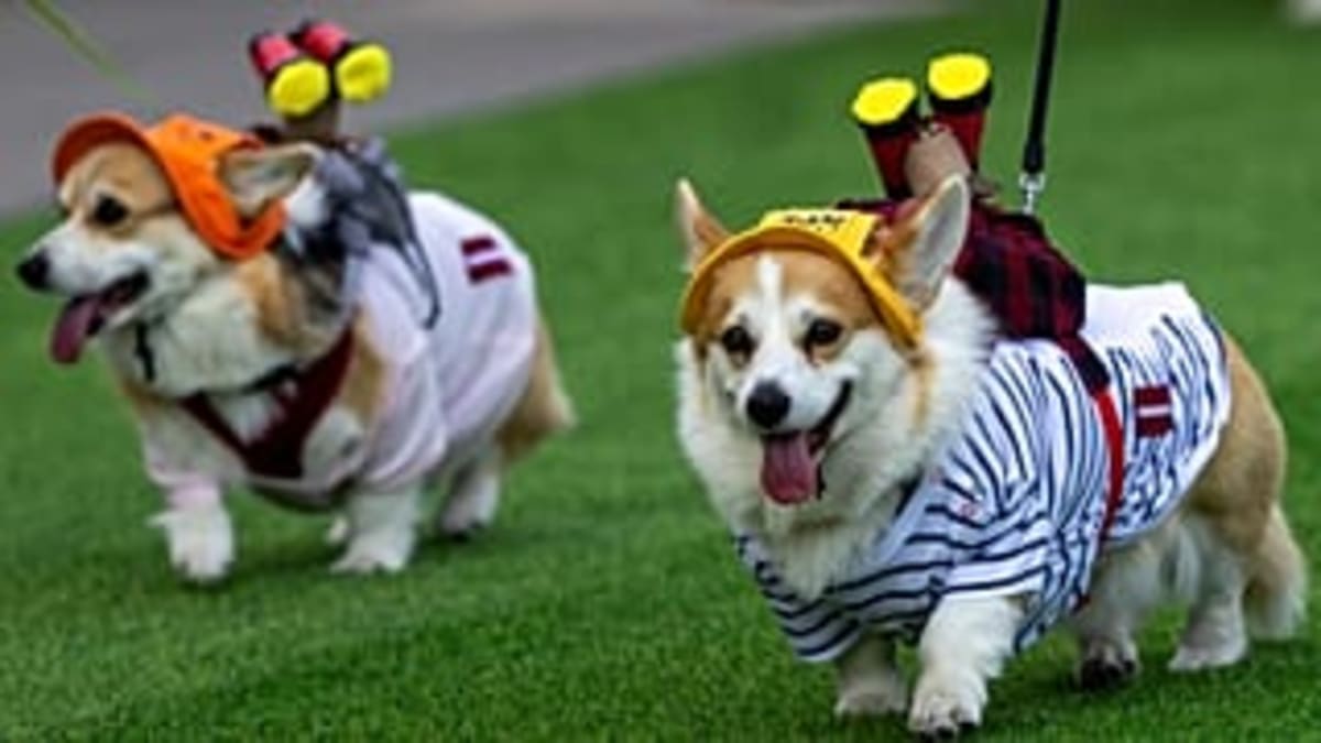 150 Corgis from 9 Countries Race in Vilnius Contest - Image 3