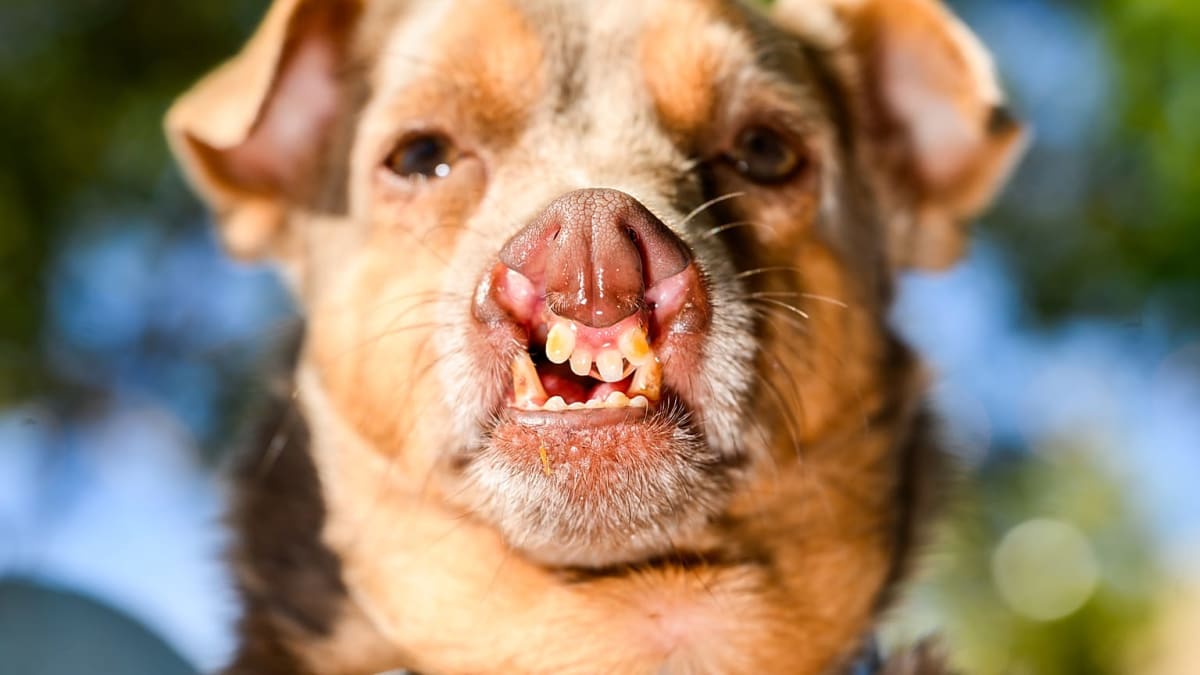 Rescued Pug Jinny Lu Wins World's Ugliest Dog Contest - Image 2