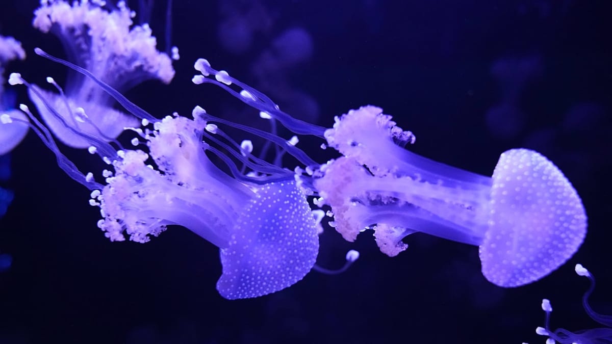 First US Jellyfish Museum Opens in Florida - Image 2
