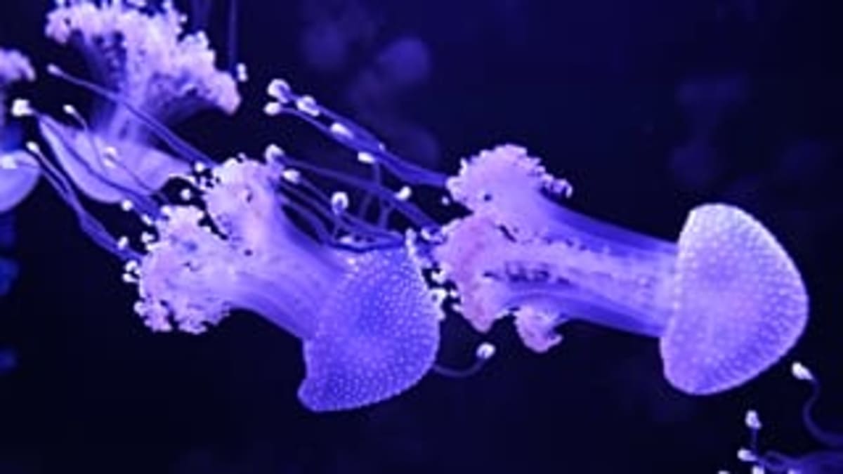 First US Jellyfish Museum Opens in Florida - Image 3