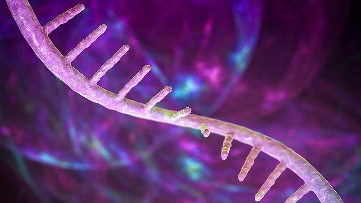 Microscopic visualization of ribosomes moving along mRNA strands inside human cells producing proteins