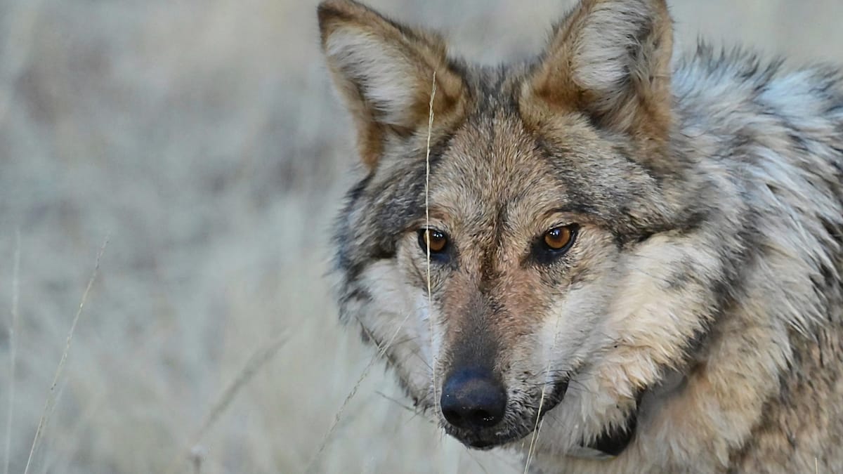 Italy's Wolves Make a Comeback After Near Extinction