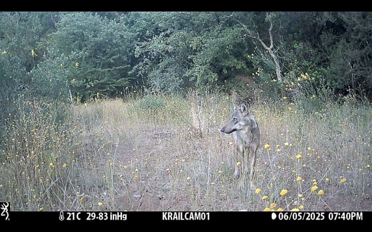 Italy's Wolves Make a Comeback After Near Extinction - Image 2