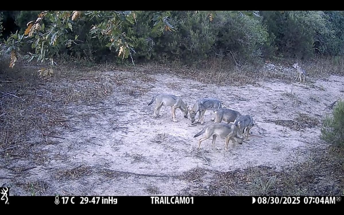 Italy's Wolves Make a Comeback After Near Extinction - Image 3
