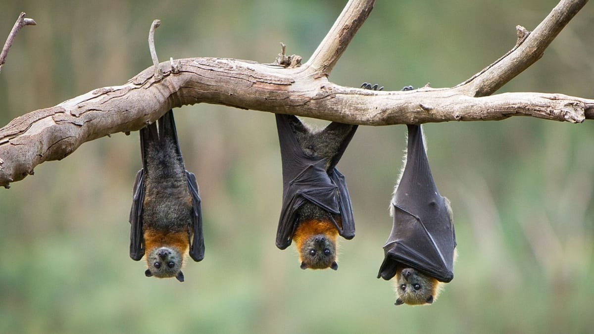 Bats' Anti-Aging Genes May Unlock Human Cancer Cures