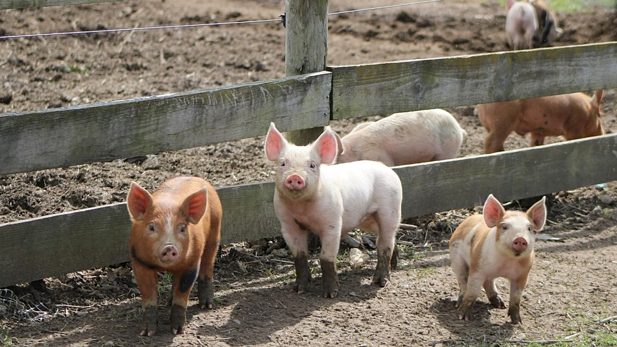Pig Kidney Kept Man Alive 9 Months, Then Human Transplant