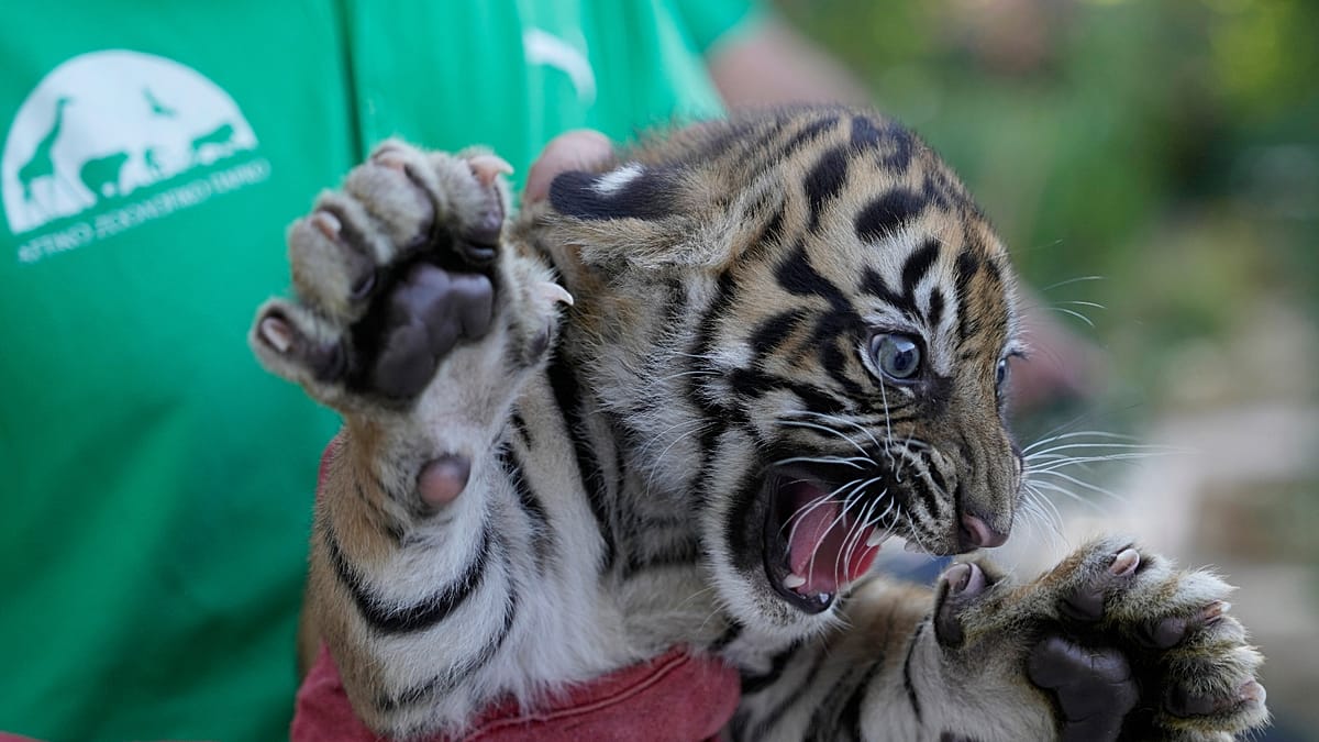 Tiger Cubs Get Health Checks at Greek Zoo