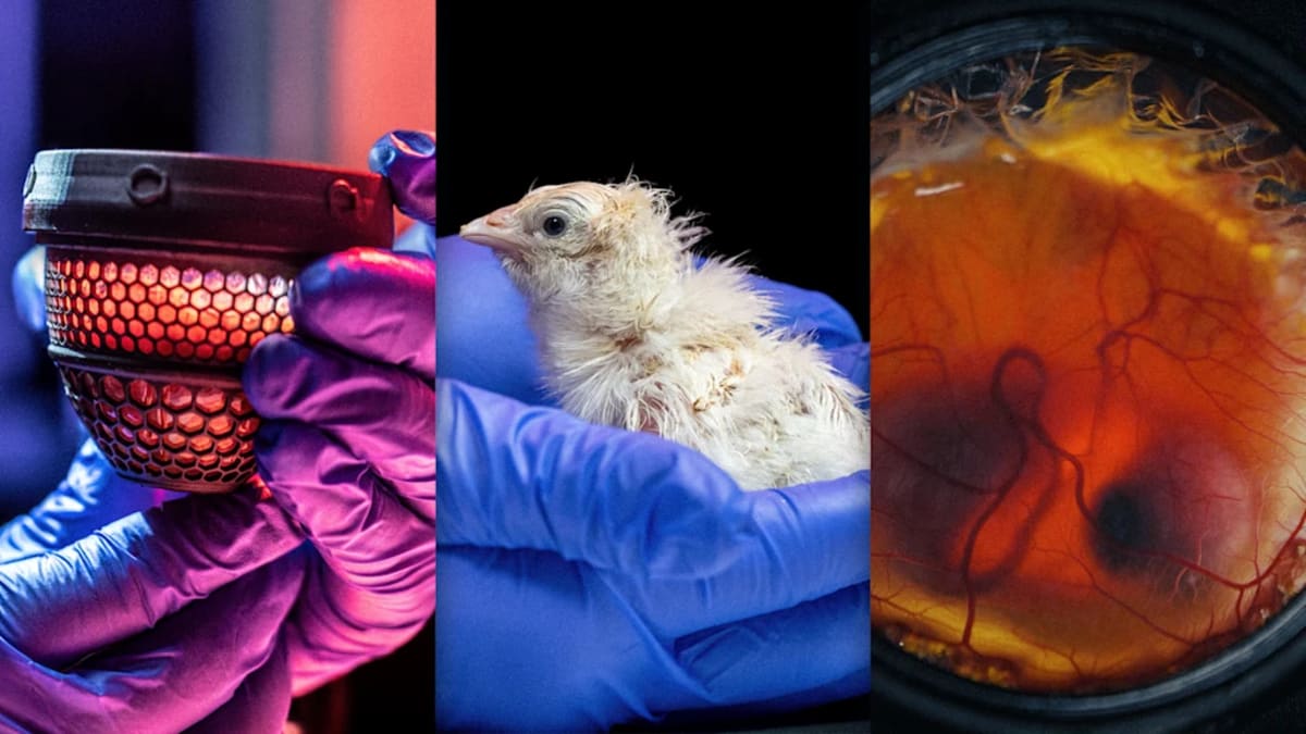3D-printed artificial egg with titanium lattice holding developing chicken embryo in laboratory incubator