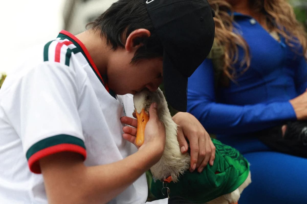 Duck in Mexico Jersey Becomes Unofficial World Cup Mascot - Image 3