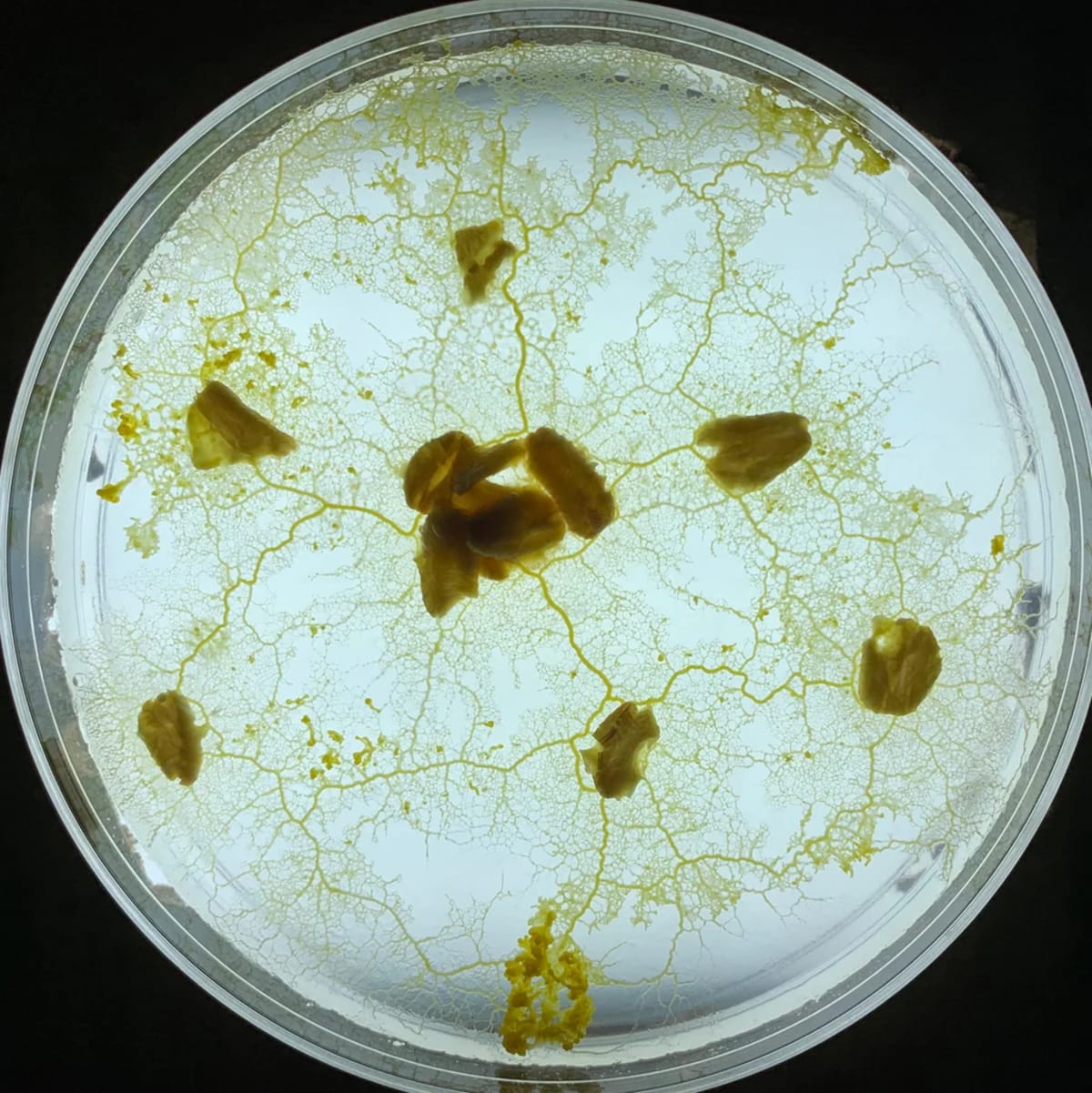 Slime Mold Inspires Software That Designs Better Cities - Image 3