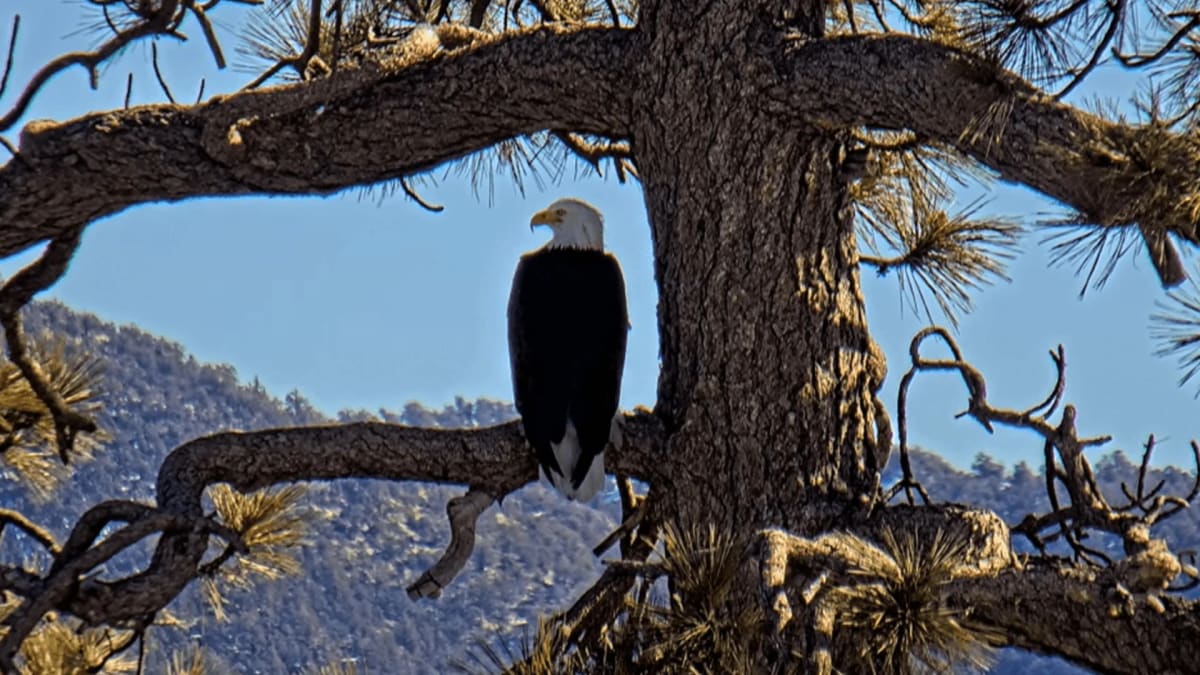 Bald eagle Jackie perched near her nest at Big Bear Lake in California