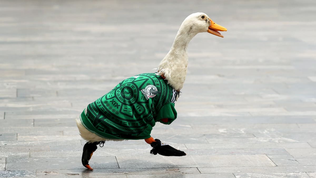 Duck in Mexico Jersey Becomes Unofficial World Cup Mascot