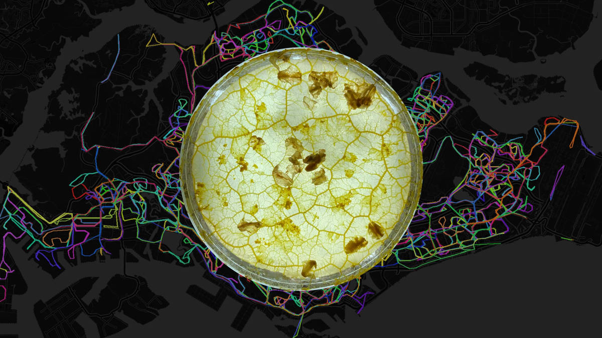Digital visualization showing slime mold inspired network design connecting multiple urban points efficiently