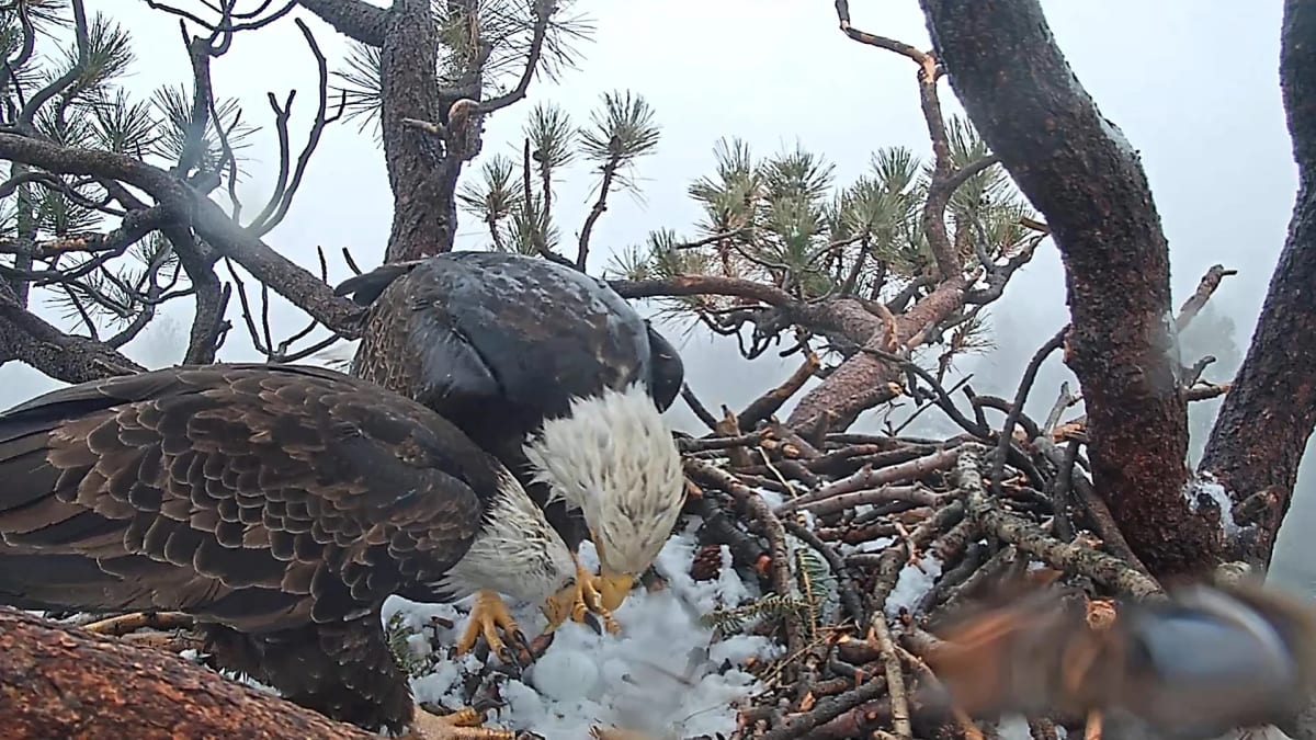 Bald eagle Jackie perched in Big Bear Valley nest watched by millions online