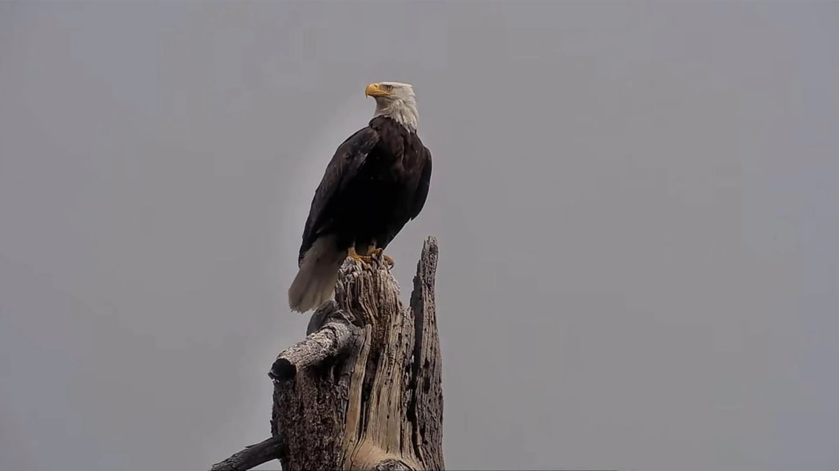 Jackie the Eagle Drew Millions to Big Bear Conservation