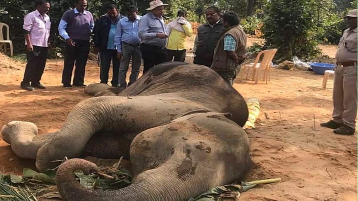 ** Elderly elephant Joymoti receiving specialized medical care at wildlife rehabilitation facility in India