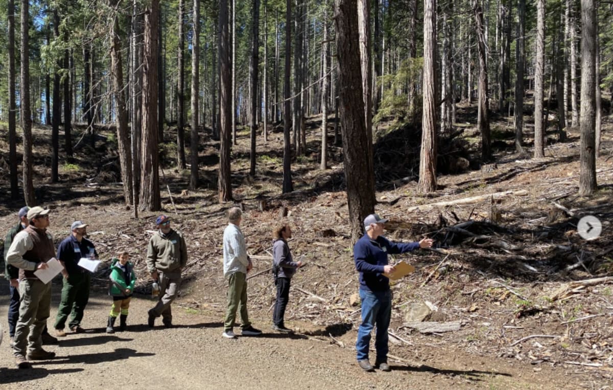 Young ponderosa pine seedlings with protective netting planted in recovering Oregon wildfire burn area