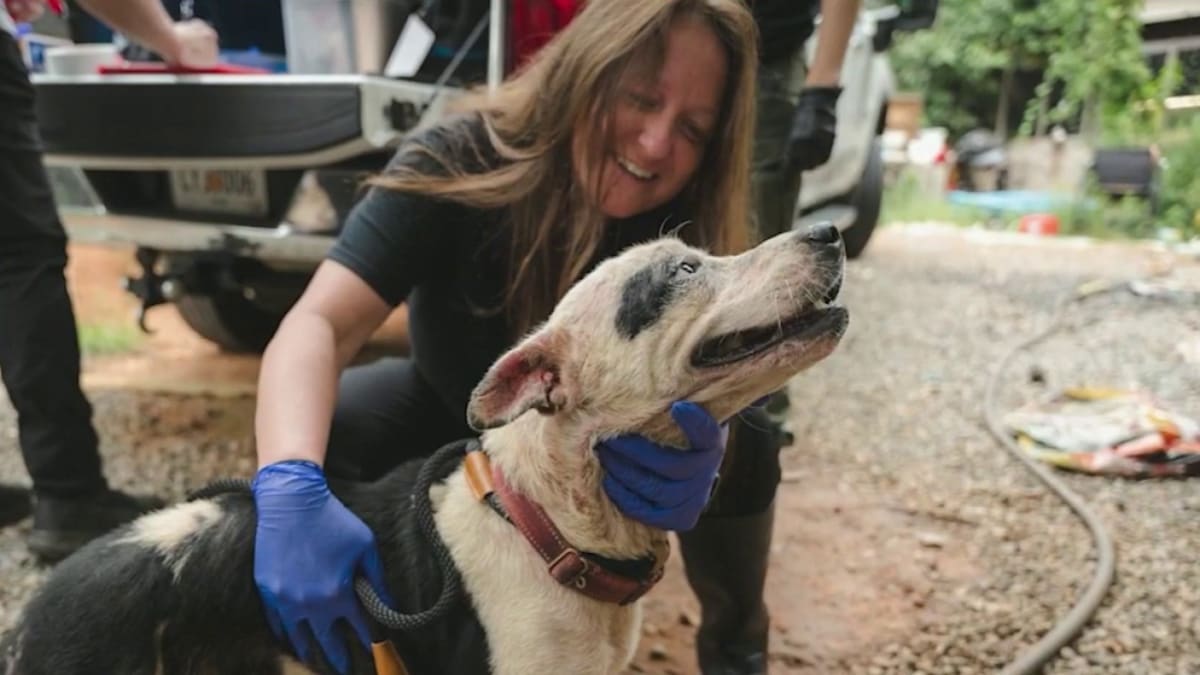 Atlanta Humane Rescues 18 Dogs, Readies Them for Adoption