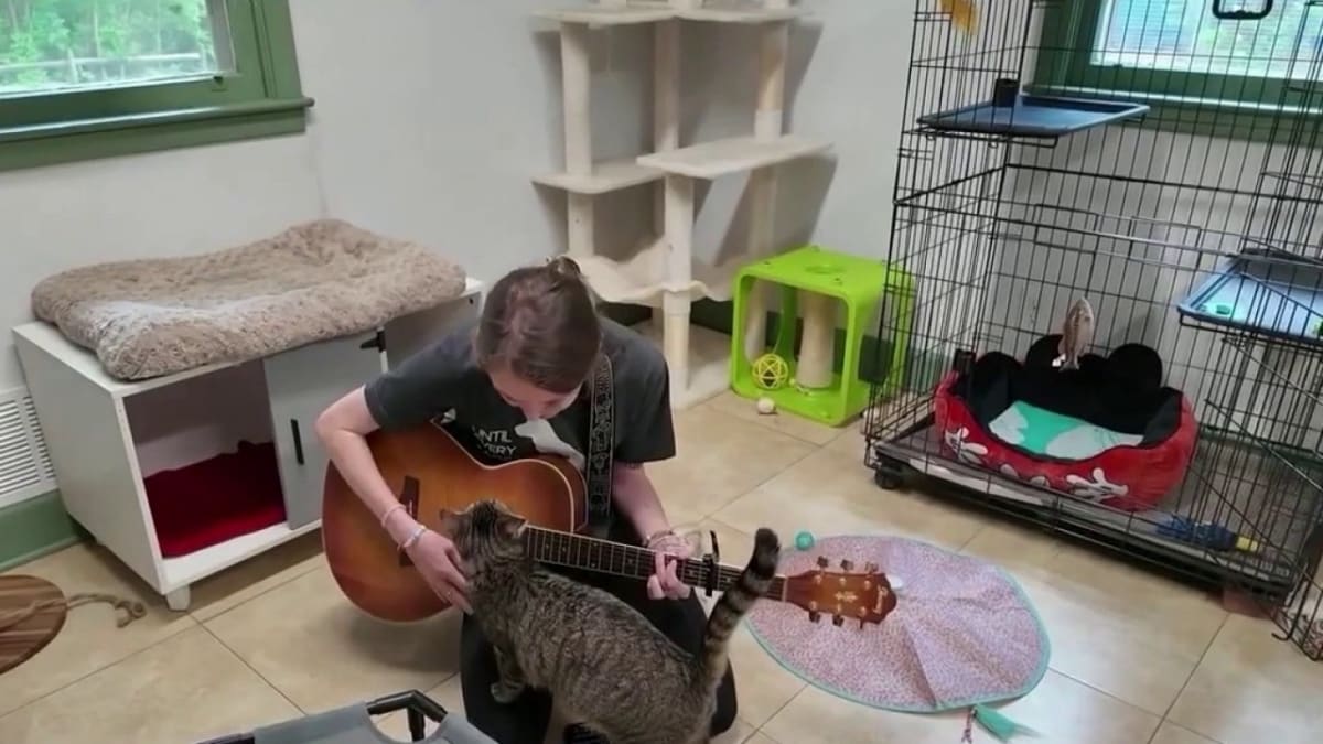 Volunteers Play Live Music to Calm Shelter Cats in Atlanta - Image 2