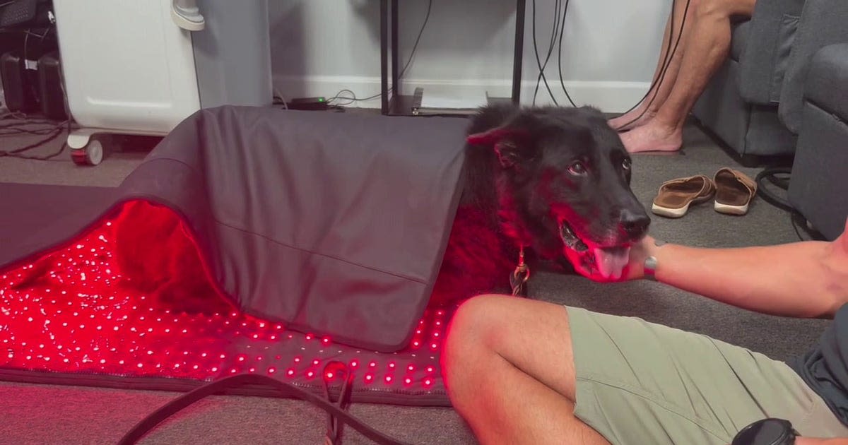 Retired Police Dogs Get Free Pain Relief in Florida