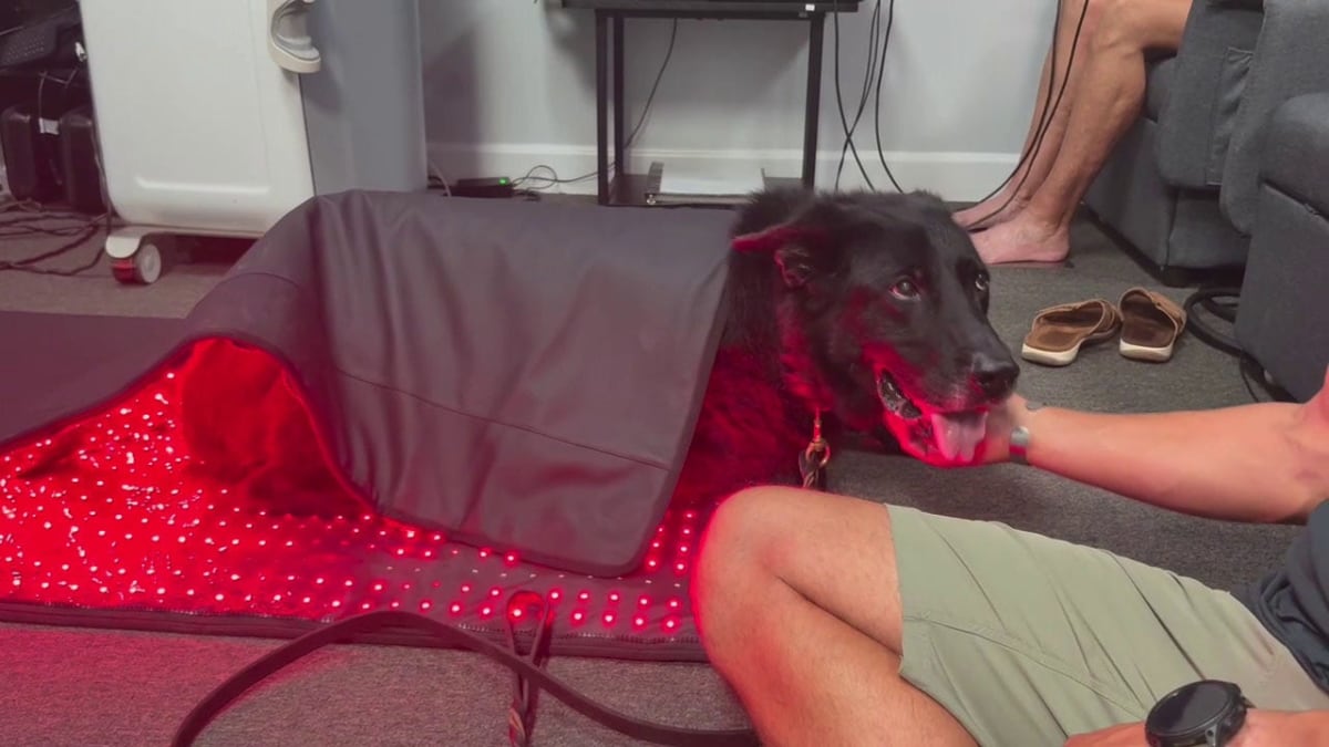 Retired Police Dogs Get Free Pain Relief in Florida - Image 2