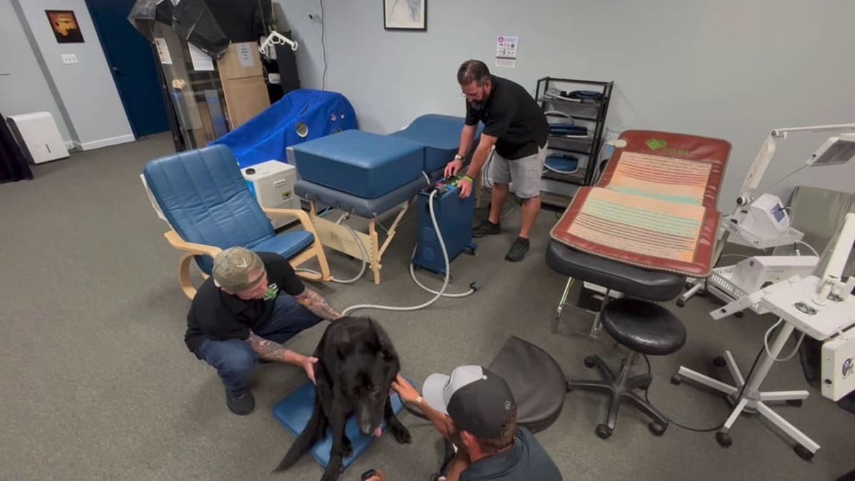 Retired Police Dogs Get Free Pain Relief in Florida - Image 4