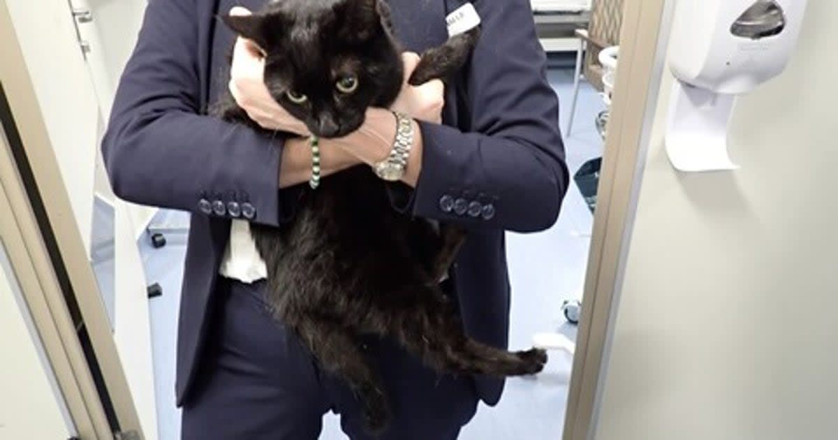 Carnival Cruise Rescues Sailor and Cat from Gulf Waters