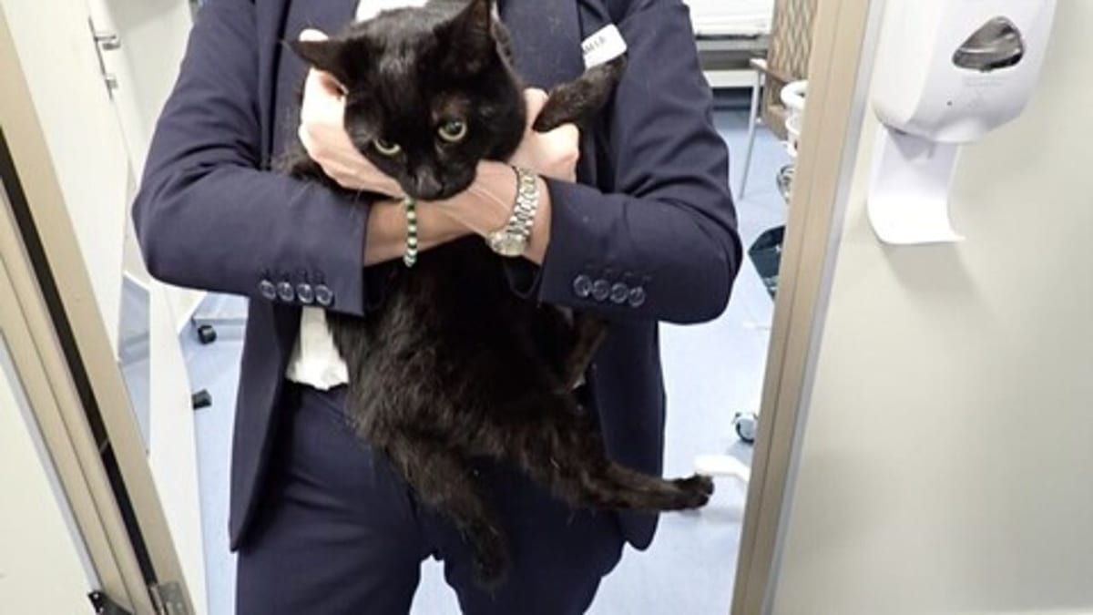 Carnival Cruise Rescues Sailor and Cat from Gulf Waters - Image 2