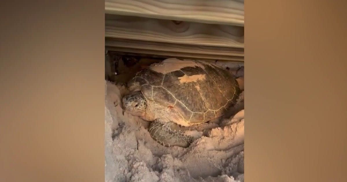 Runner Saves Trapped Sea Turtle at Florida Beach