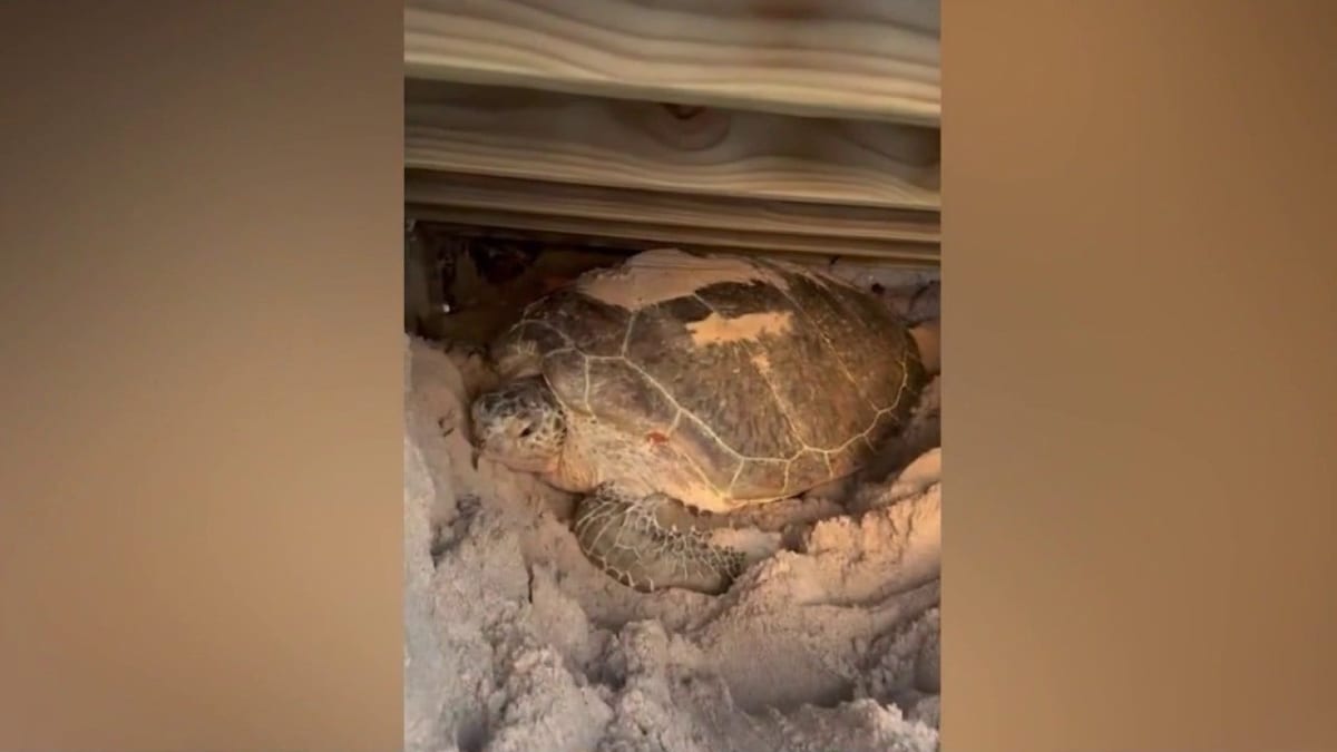 Runner Saves Trapped Sea Turtle at Florida Beach - Image 2