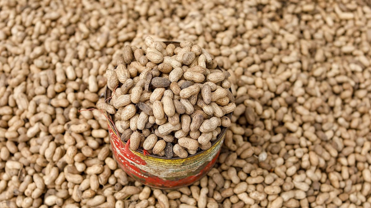 Boston Researchers Find New Hope for Peanut Allergies - Image 2