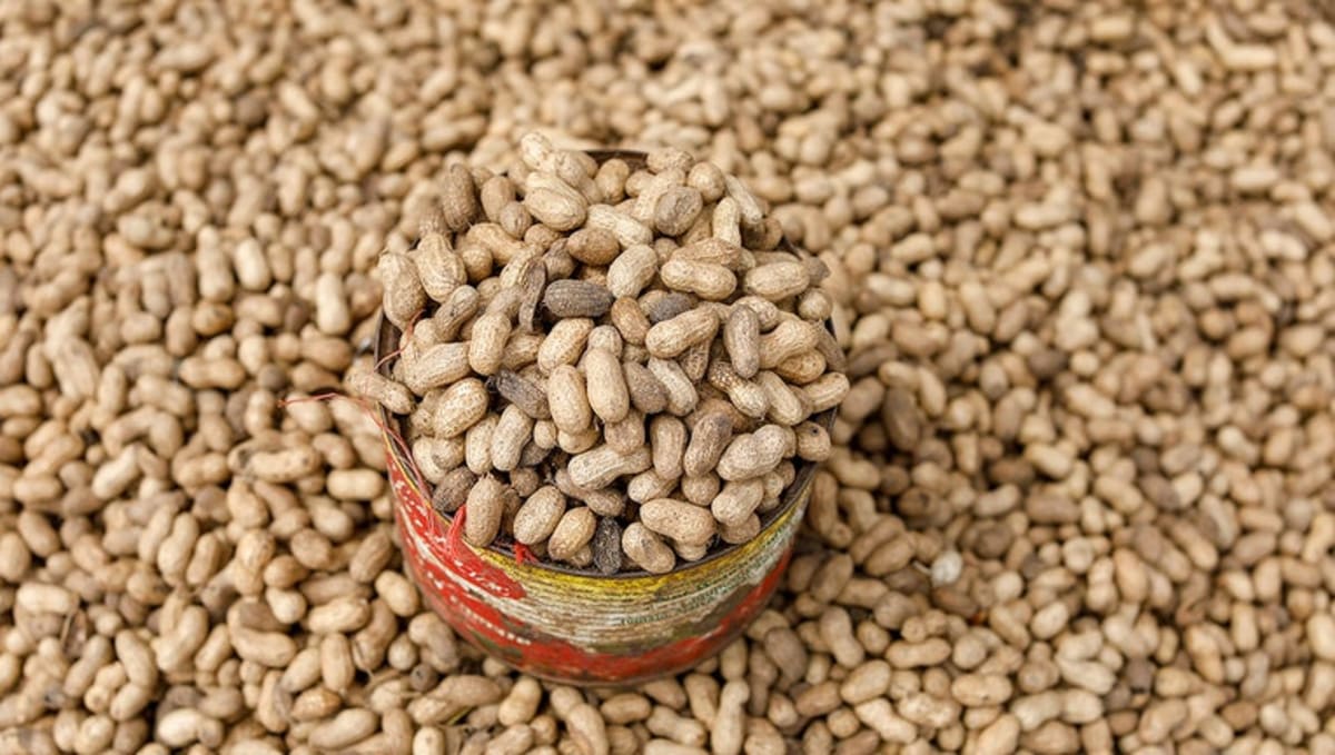 Boston Researchers Find New Hope for Peanut Allergies - Image 3