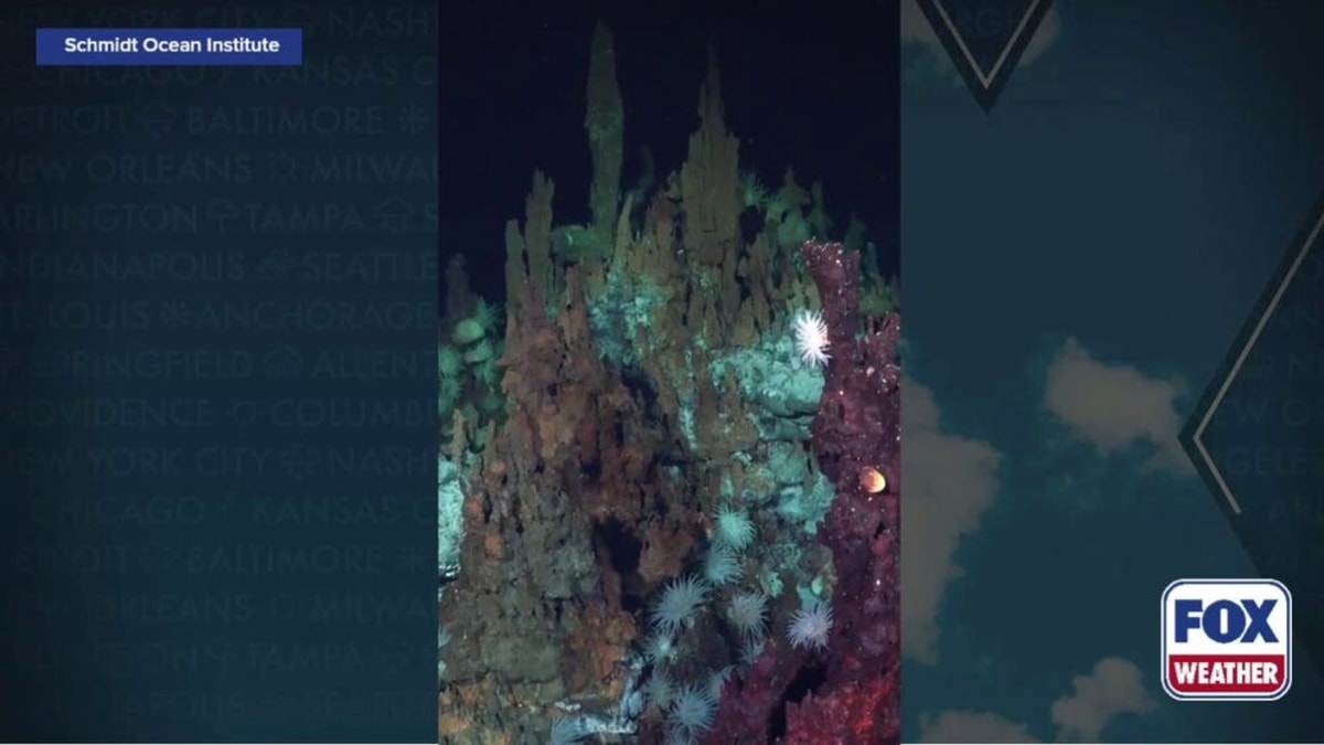 Scientists Discover 31 New Species Off Brazil Coast - Image 2
