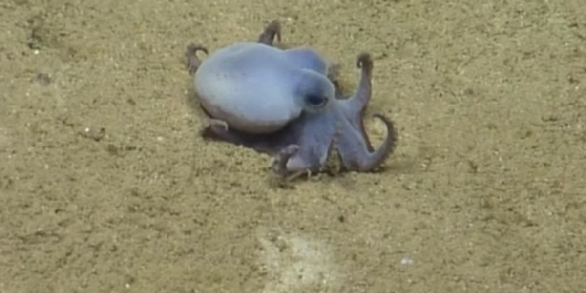 Golf Ball-Sized Blue Octopus Found in Galápagos