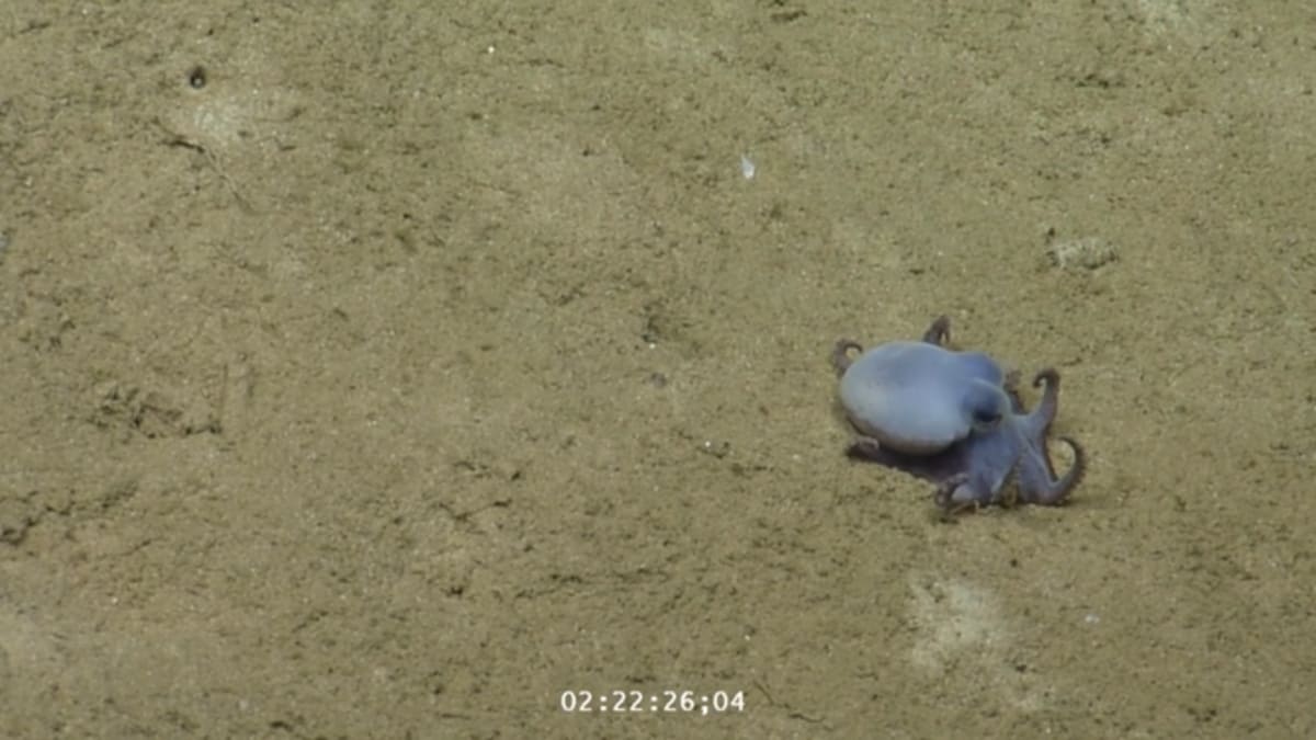 Golf Ball-Sized Blue Octopus Found in Galápagos - Image 3