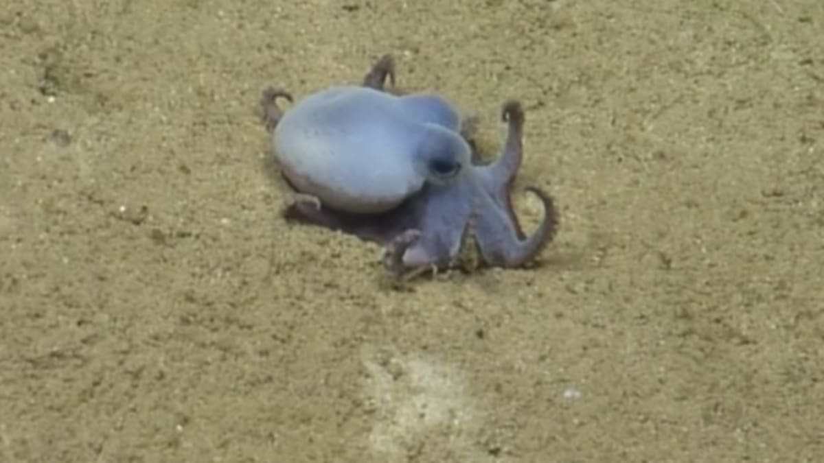 Golf Ball-Sized Blue Octopus Found in Galápagos - Image 2