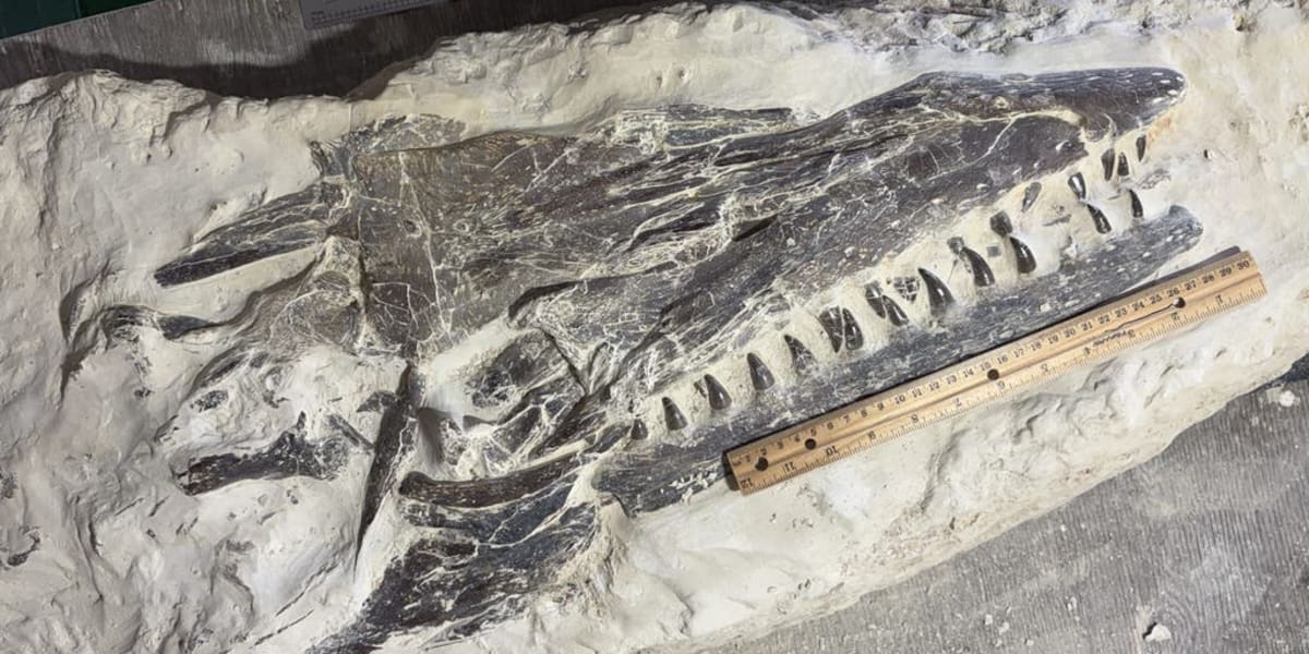 Twelve-year-old boy carefully excavating large vertebrae bones from ancient Tylosaurus fossil in Kansas dirt