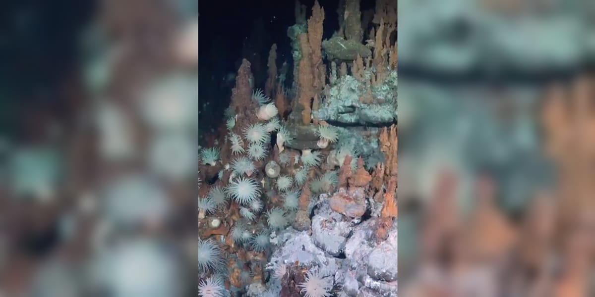 Scientists Discover 31 New Species Off Brazil Coast