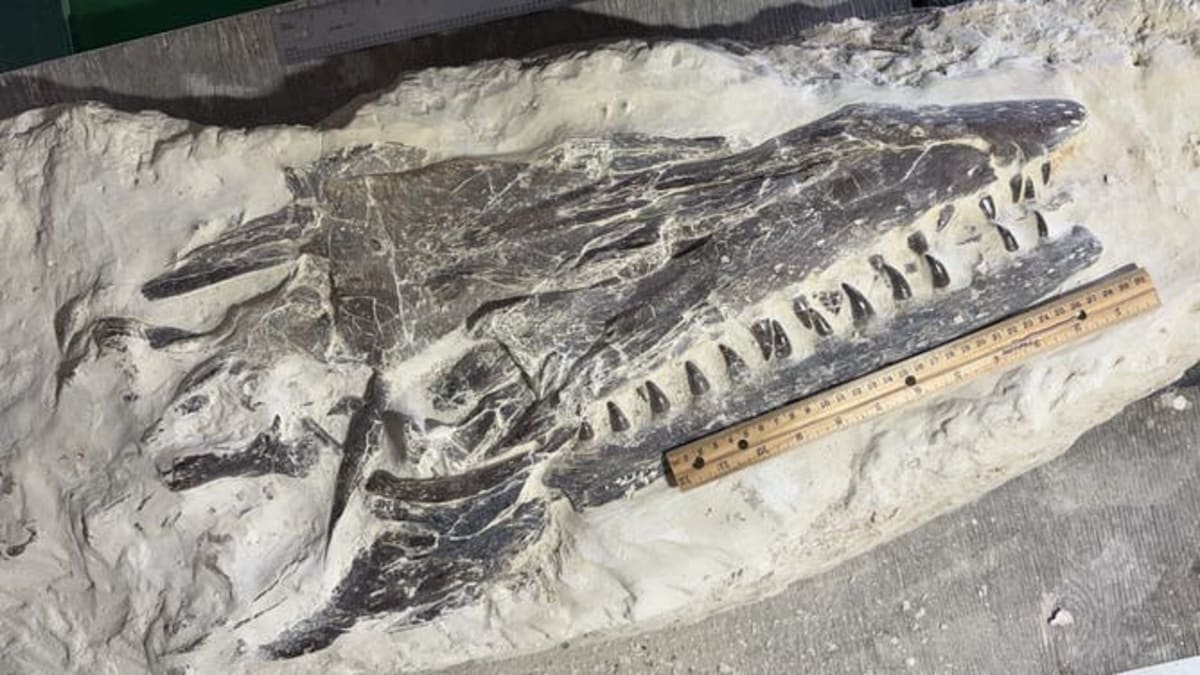 12-Year-Old Finds 85-Million-Year-Old Sea Monster Fossil - Image 4