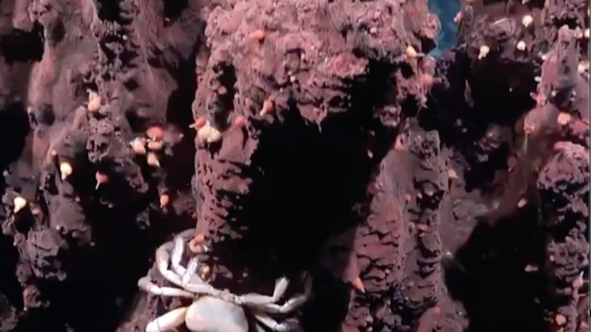Scientists Discover 31 New Species Off Brazil Coast - Image 4