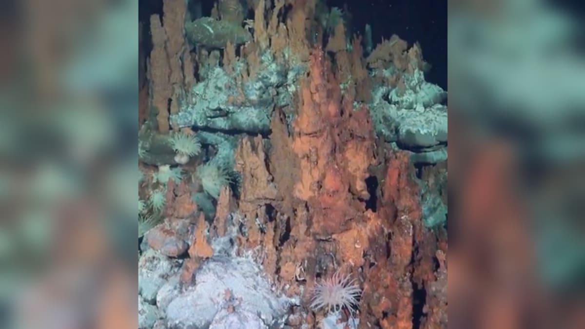 Scientists Discover 31 New Species Off Brazil Coast - Image 3
