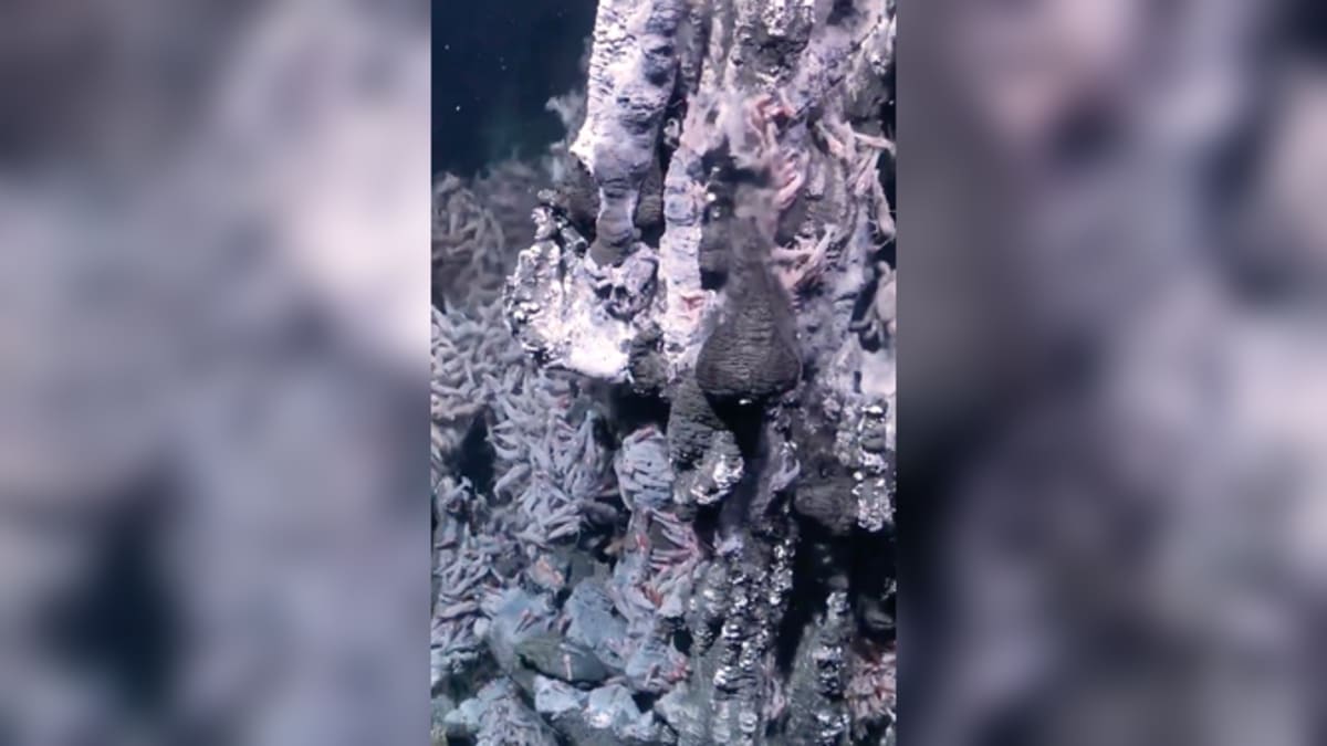 Scientists Discover 31 New Species Off Brazil Coast - Image 5
