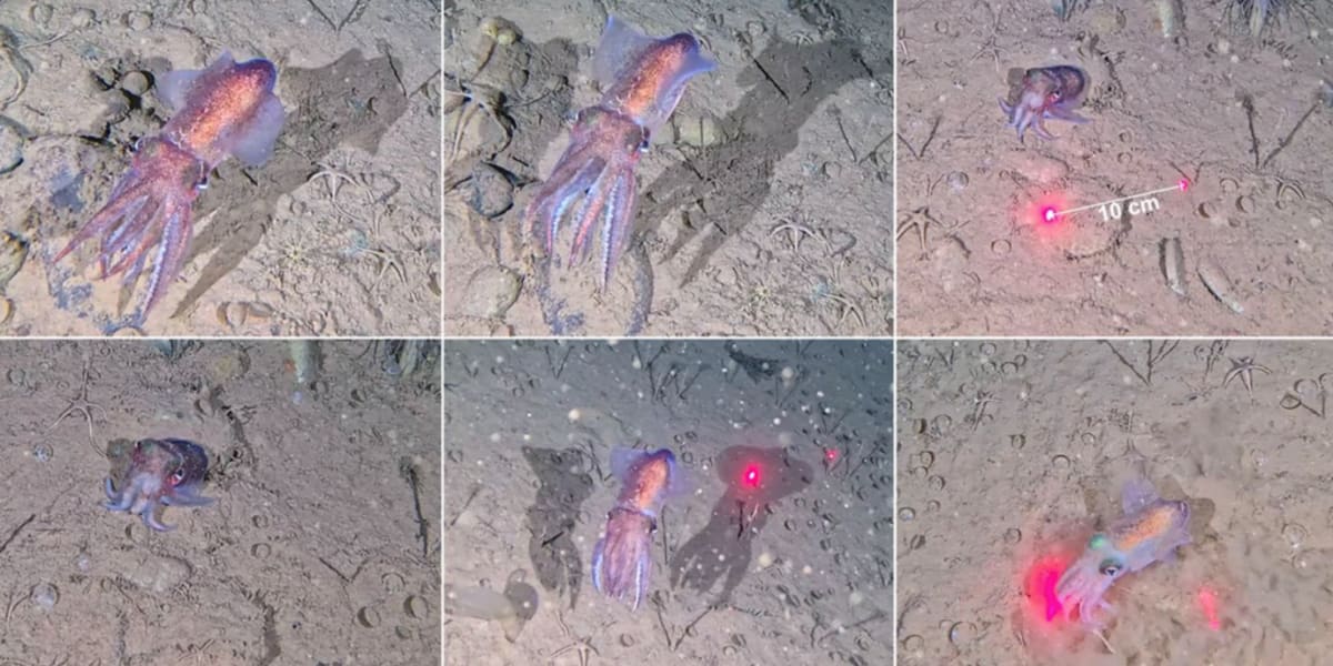 Arctic Squid Breeds in Sub-Zero Waters for First Time