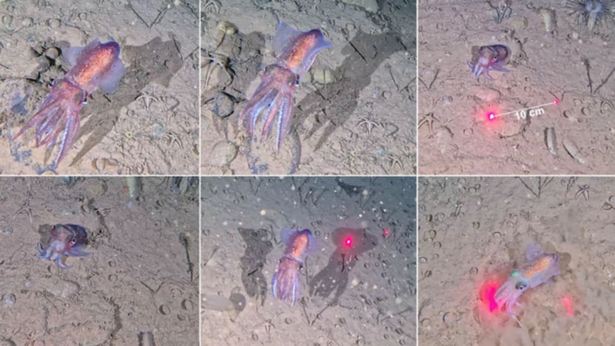 Arctic Squid Breeds in Sub-Zero Waters for First Time - Image 2