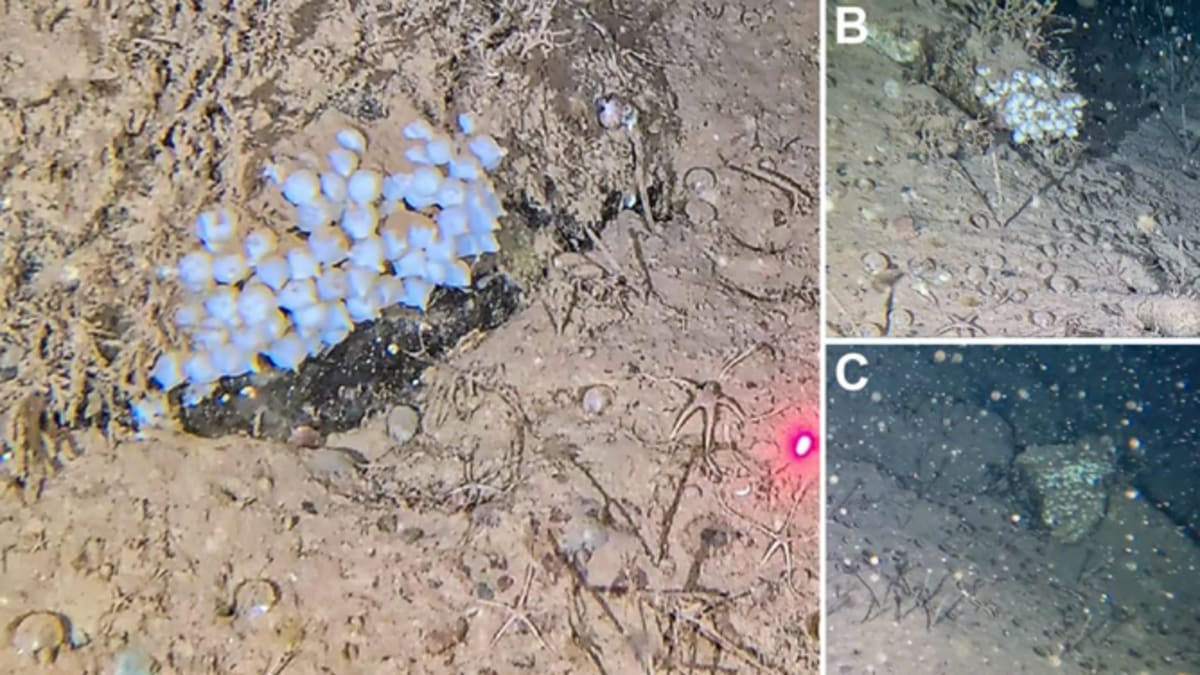 Arctic Squid Breeds in Sub-Zero Waters for First Time - Image 3