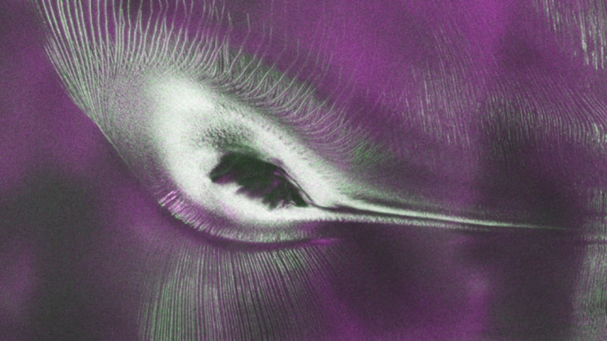 NASA Satellite Reveals Hummingbird Hidden in Antarctica - Image 2