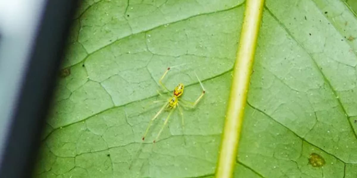 Tiny happy-face spider with red, black and white markings resembling a smile