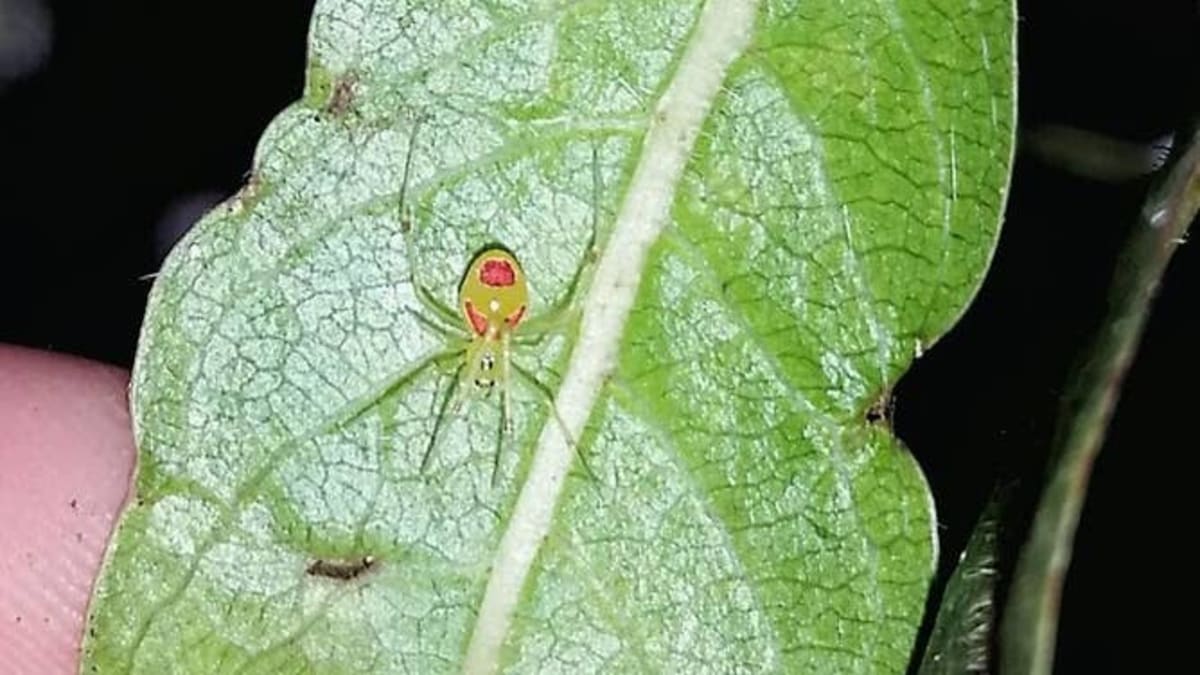 New Happy-Face Spider Species Found in Indian Himalayas - Image 4